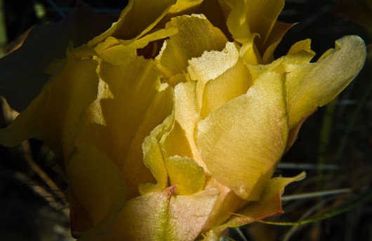 DSC_6071