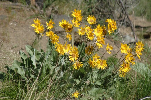 DSC 32670050