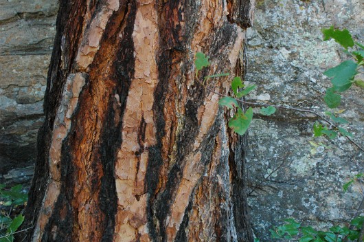 Skaha051484DSC_2396