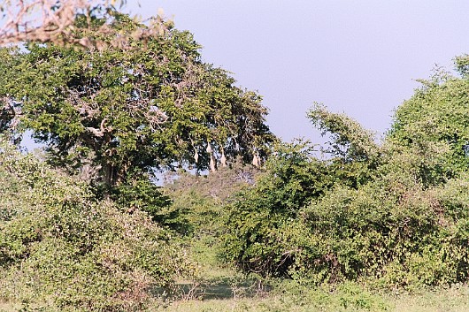 AA008