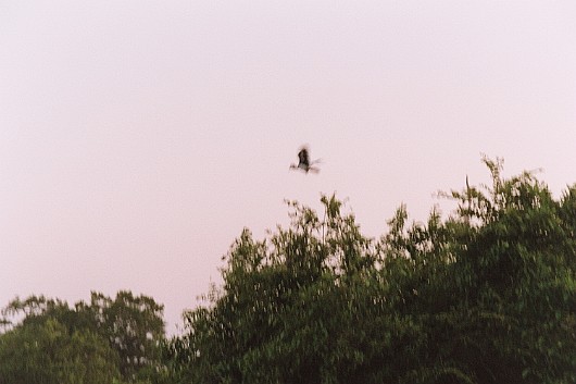 AA015