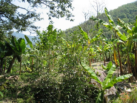 Plantation 03