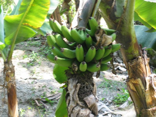 Plantation 04