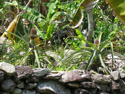 Plantation 08
