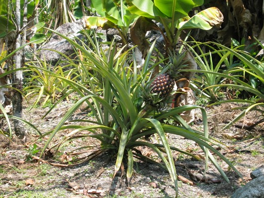 Plantation 09