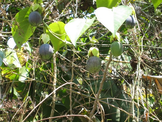 Plantation 10