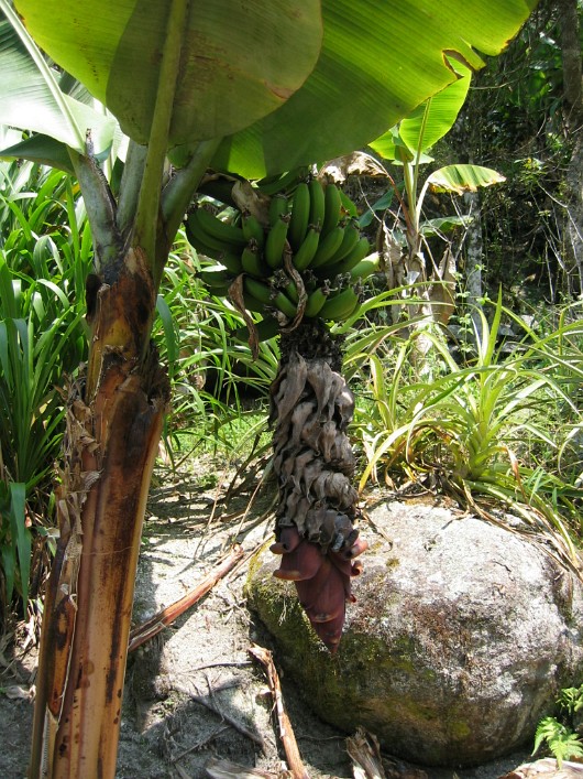 Plantation 11