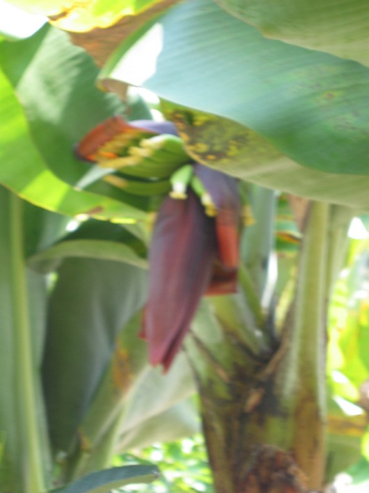 Plantation 12