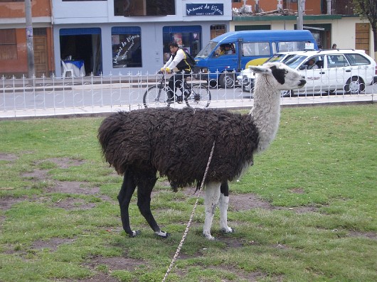 llama-02-Cuzco