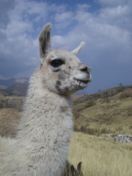llama-04 Pukapukara