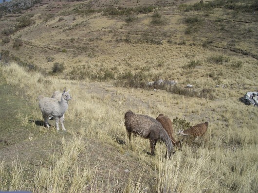 llama-07