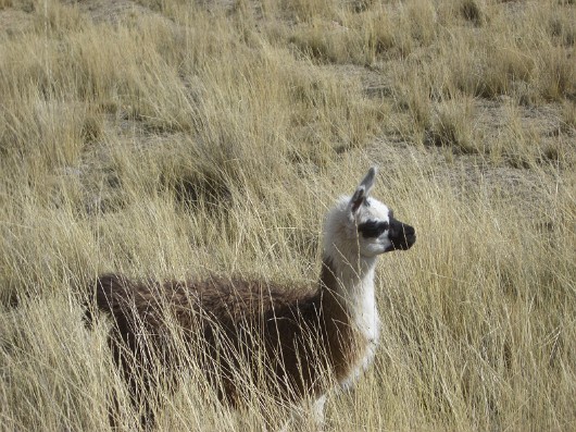 llama-11