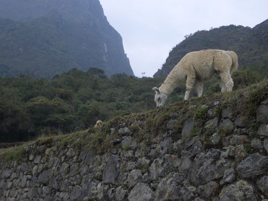 llama-14