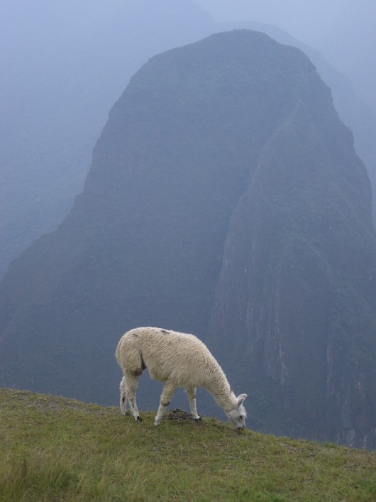 llama-15