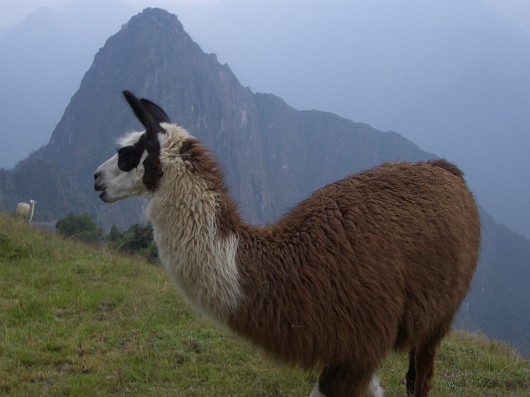llama-17