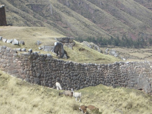 llama-28
