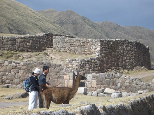 llama-29