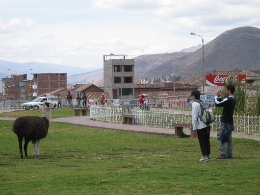 llama-30-cusco