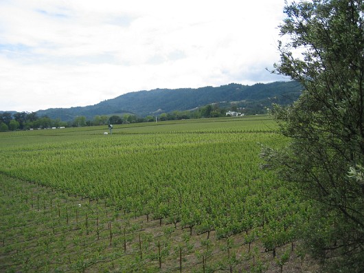 010-mondavi