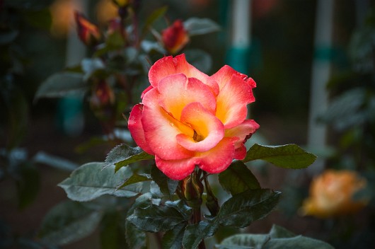 DSC_5260