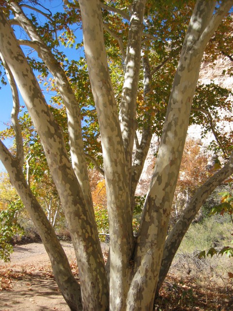 az_0010_montezuma_r1