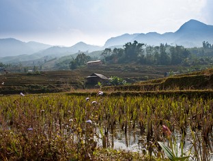 Sapa