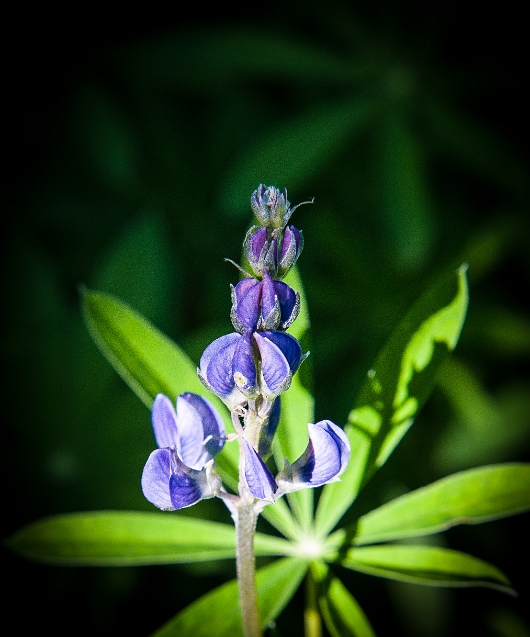 DSC_0150-1