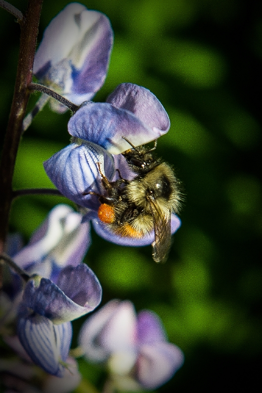 DSC_0203-1