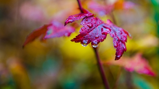 DSC_6512-1