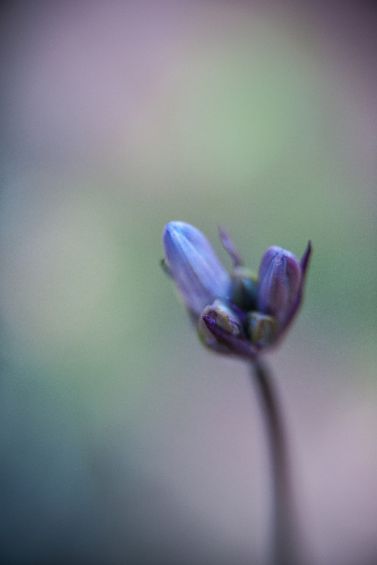 DSC_9040-1