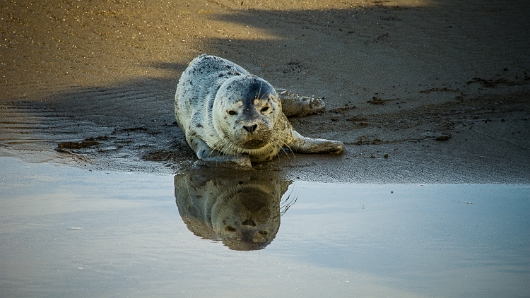 Seal Puppy in Central Oregon Coast