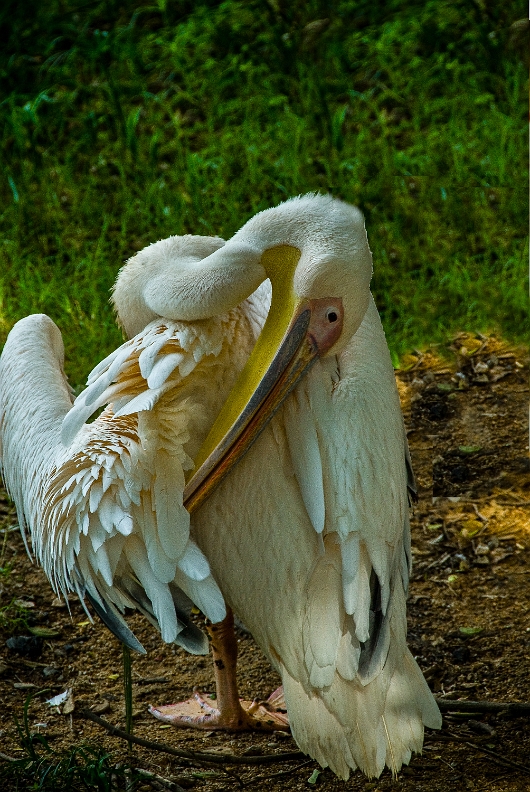 _DSC1863-Edit-2-1