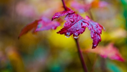 Macro