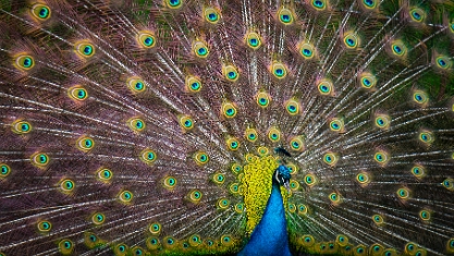 Wildlife