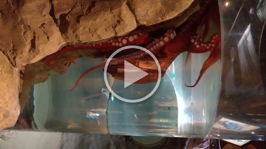 WP_20160820_16_18_37_Pro