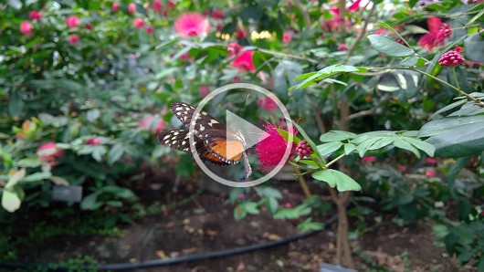 WP_20161119_10_37_31_Pro