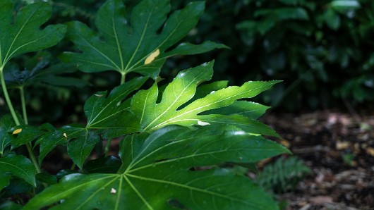 DSC00474